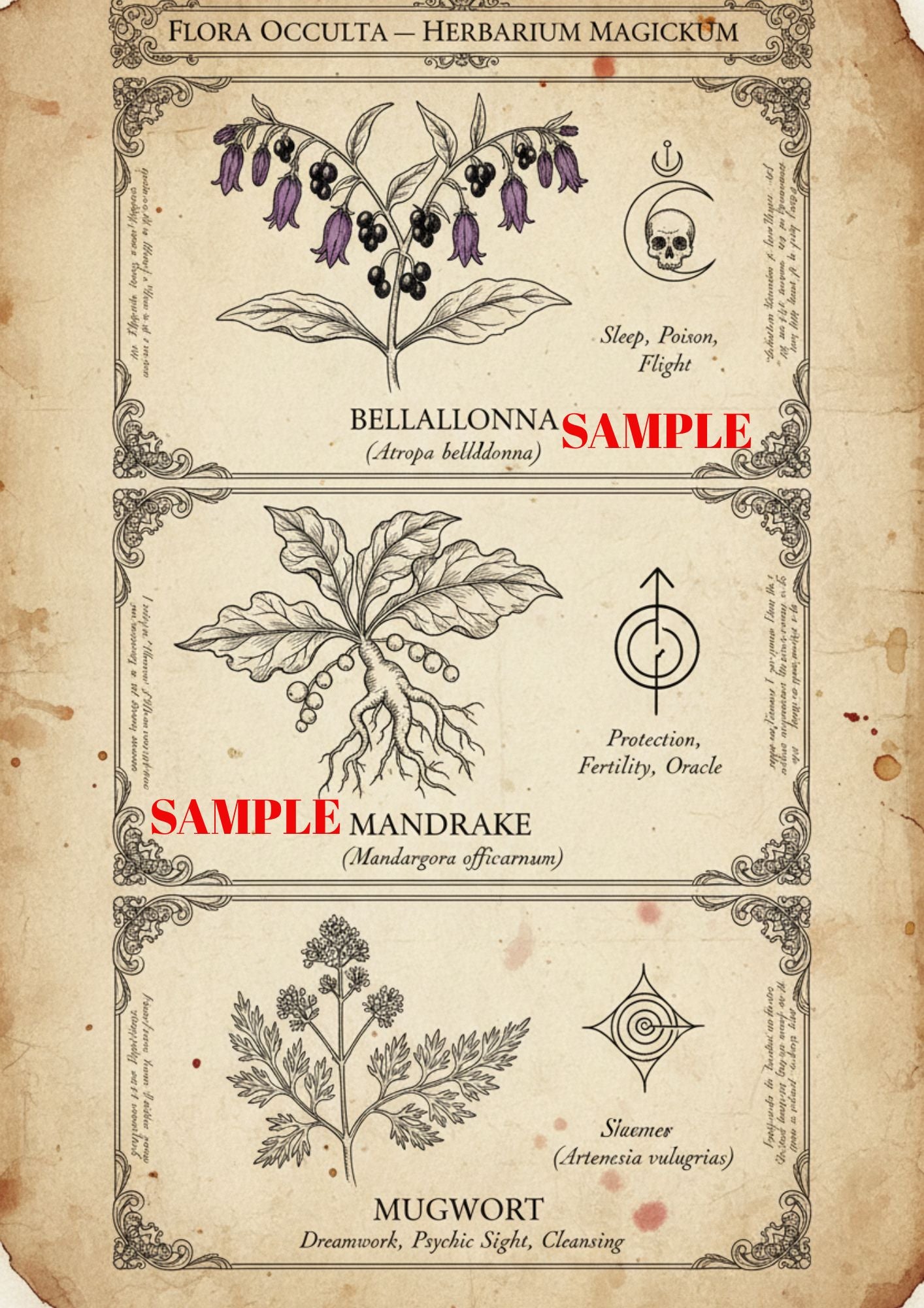 The Botanical Collection — 5 Print Digital Art Bundle - Print 4